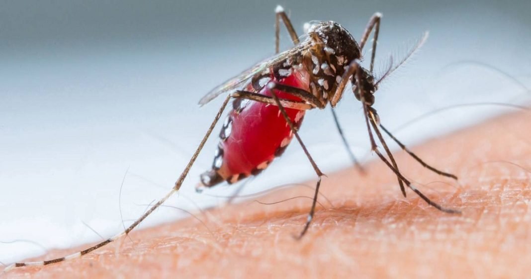 Casos de dengue no Brasil aumentam 149% em janeiro deste ano