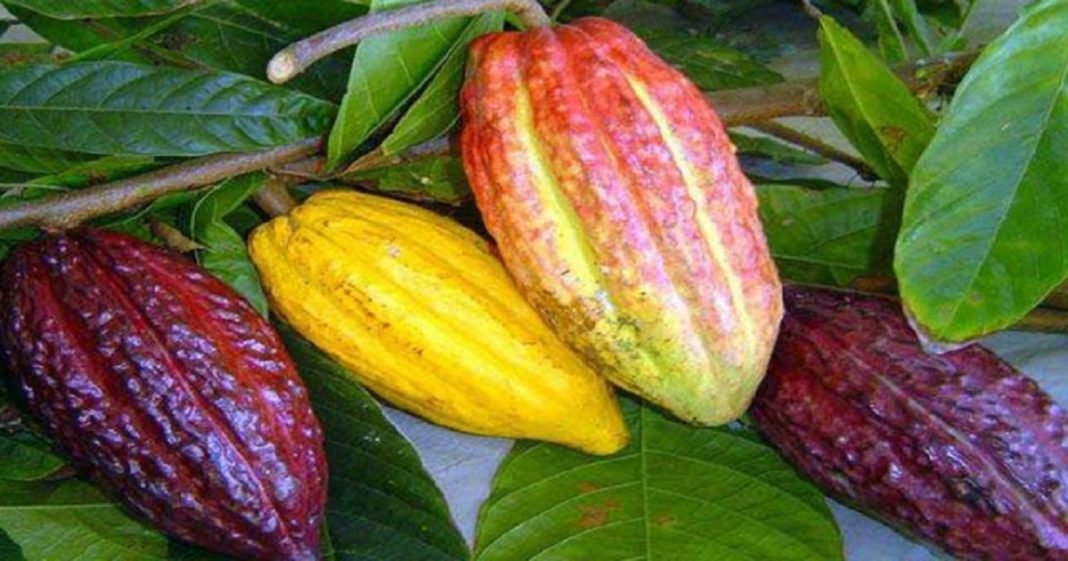 Rondônia é o terceiro maior produtor de cacau do Brasil