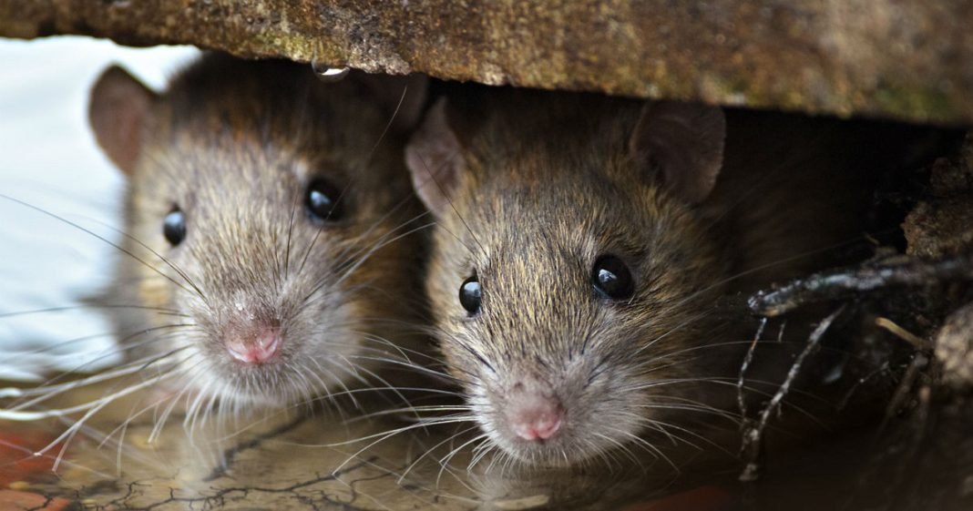 PERIGO: Imagens mostram ratos circulando em área do João Paulo II