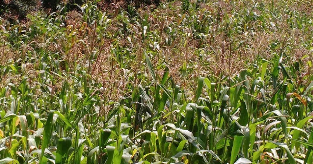 Segunda safra de milho deve atingir novo recorde de 68,2 milhões de toneladas