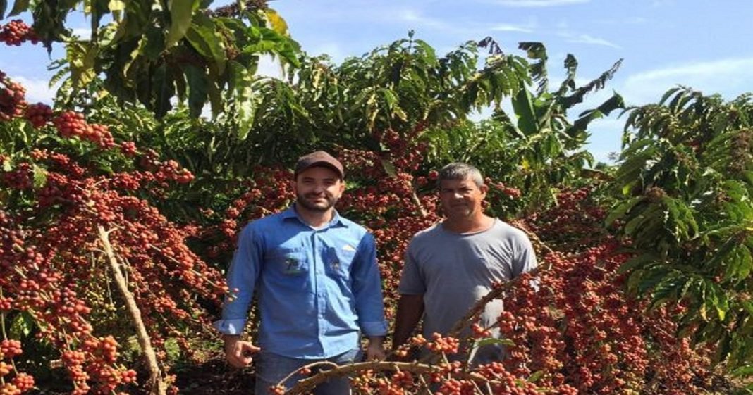 Matas de Rondônia é a marca que o Estado pretende oferecer ao mercado mundial como o primeiro café robusta sustentável