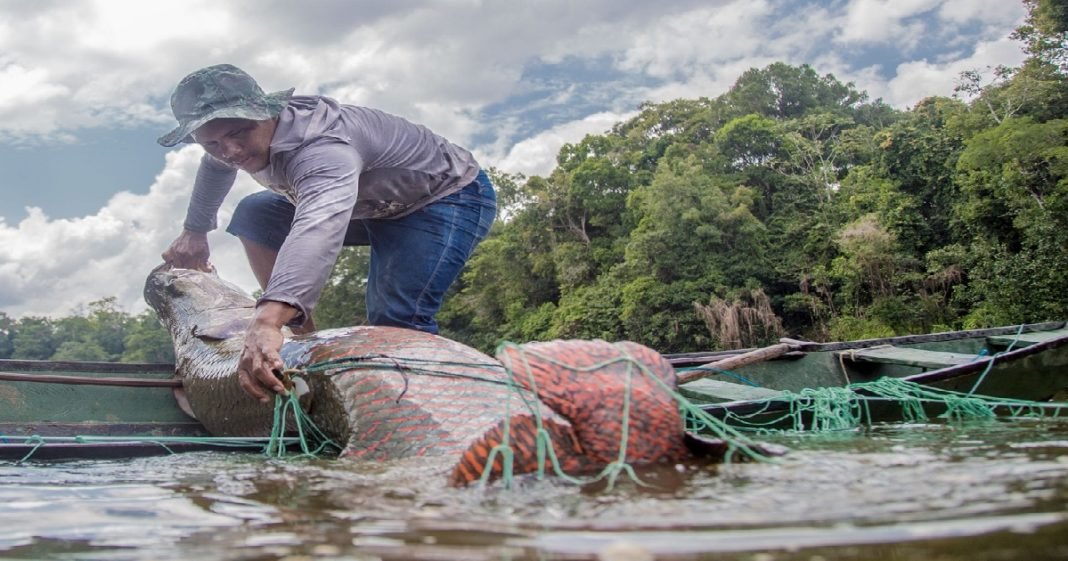 Pesca do pirarucu é liberada acima da barragem da hidrelétrica Santo Antônio, em RO