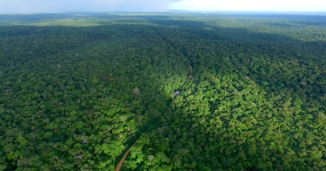 PF desarticula esquema que fraudou 3,5 mil documentos em compra e venda de madeira