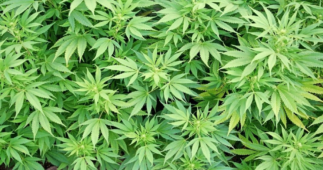 Anvisa discute liberação de cultivo de maconha para fins medicinais e de pesquisa