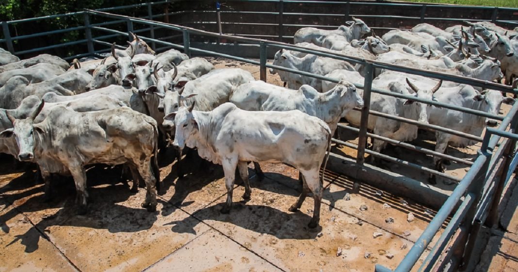 Número de estabelecimentos de produtos de origem animal em Rondônia salta de 20 para 60 em dois anos