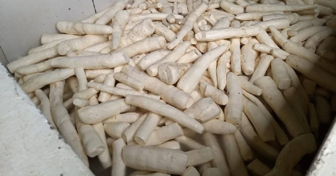 Prefeitura lança Projeto de Desenvolvimento da Cultura da Mandioca