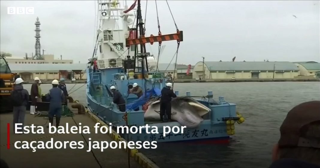 Japão caça baleias pela 1ª vez em 30 anos após fim de proibição