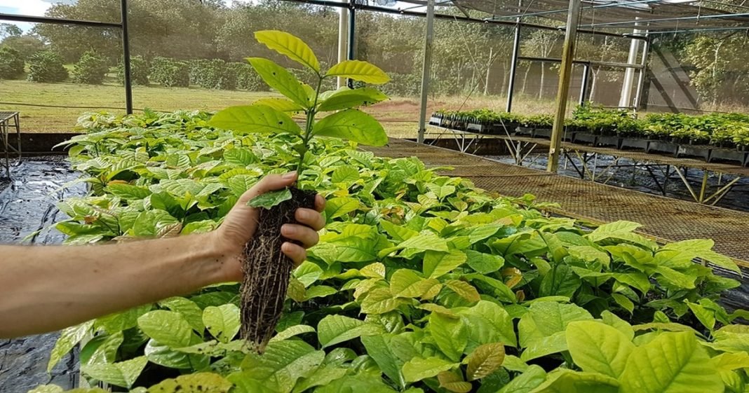 Embrapa abre seleção para viveiristas interessados em produzir e vender mudas de novas cultivares do café