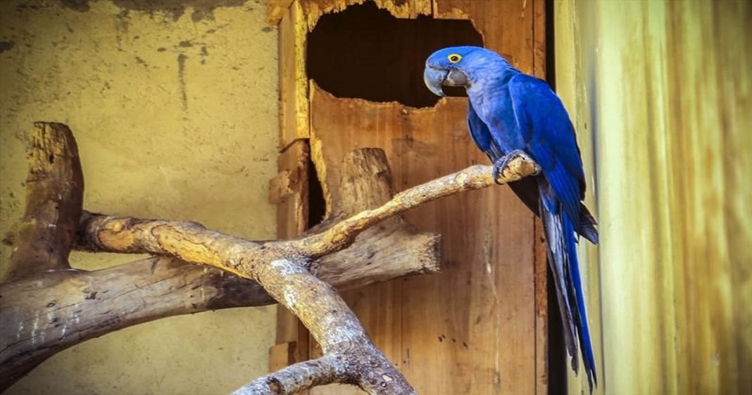 Arara-azul nasce no Zoológico de Curitiba