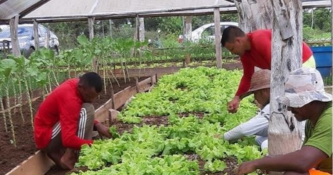 Hortaliças e artesanatos produzidos em presídios no AC vão ser vendidos na Expoacre
