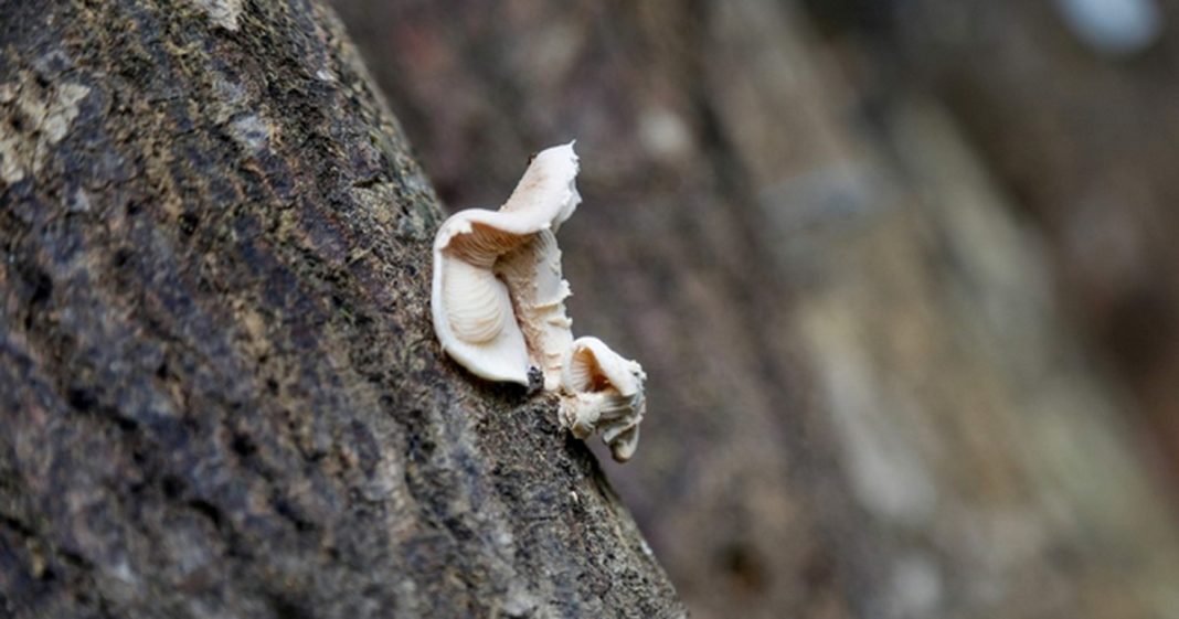 Técnica de cultivo de cogumelos em toras de madeira pode ajudar renda de pequenos proprietários rurais no AM