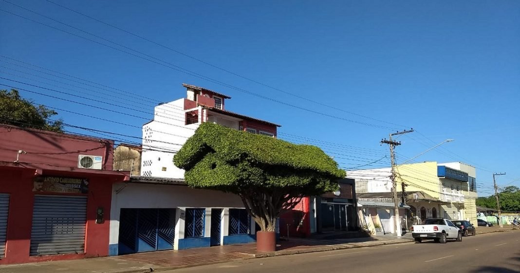 Árvore podada em formato de casa chama a atenção de quem passa por rua de Porto Velho
