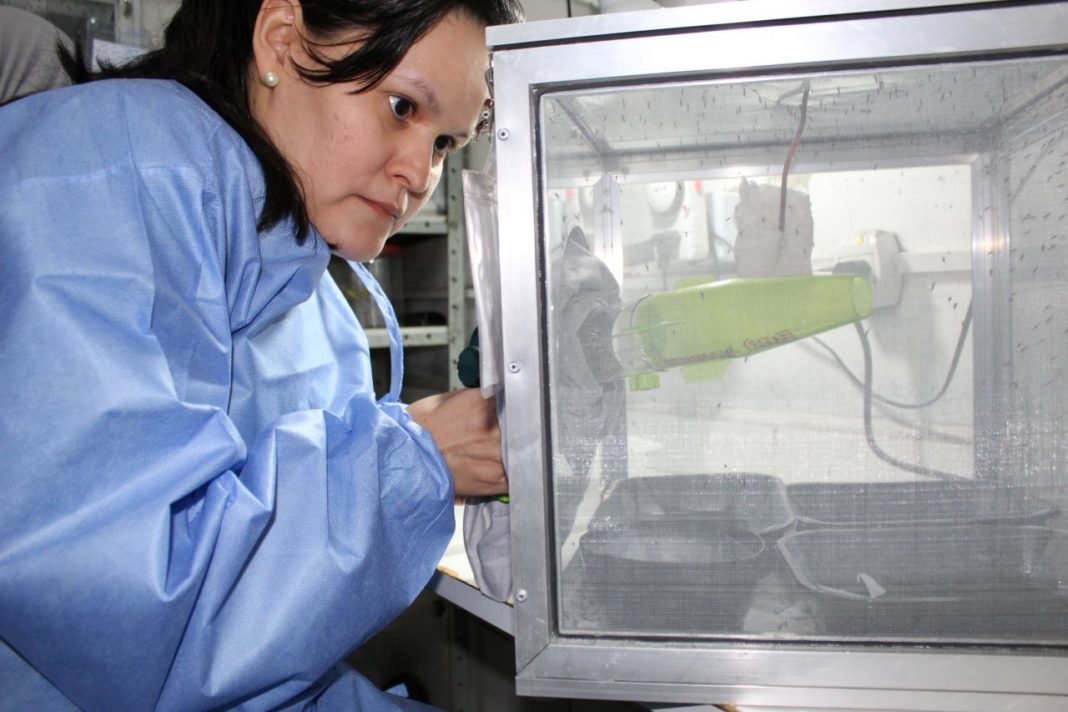 Estudo Inédito no Brasil: Fiocruz Rondônia Cria Primeira Colônia de Mosquitos para Pesquisa com Principal Vetor da Malária na Amazônia