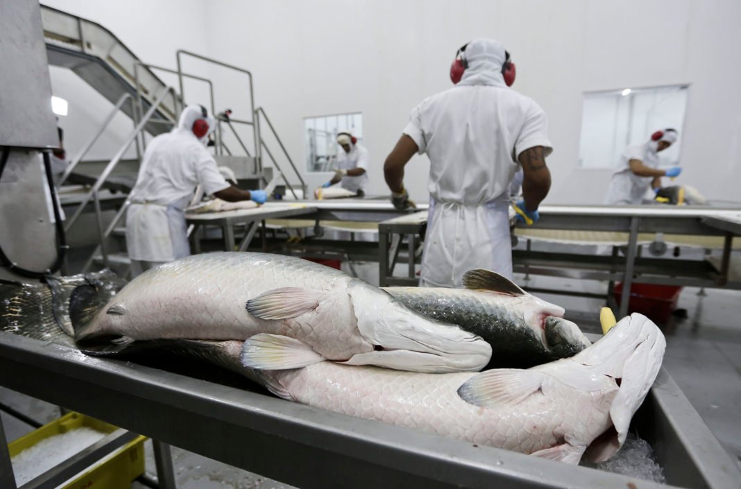 Investimentos de R$ 2,5 Milhões em Pesquisas Ampliam Mercado do Pirarucu e Tambaqui de Rondônia