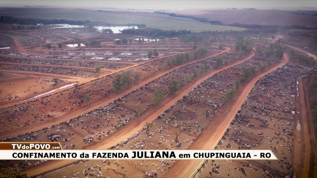 VÍDEO: CONFINAMENTO de GADO de CORTE da FAZENDA JULIANA em CHUPINGUAIA – RO