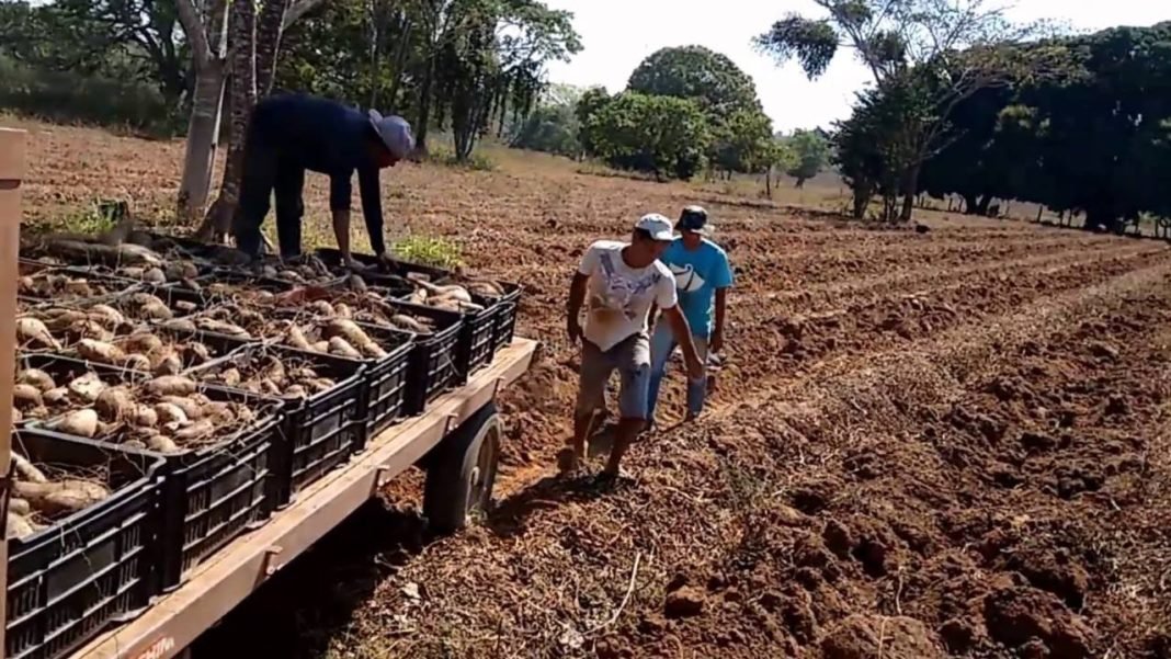 Prefeitura Promove Dia Especial da Colheita do Inhame nesta quinta