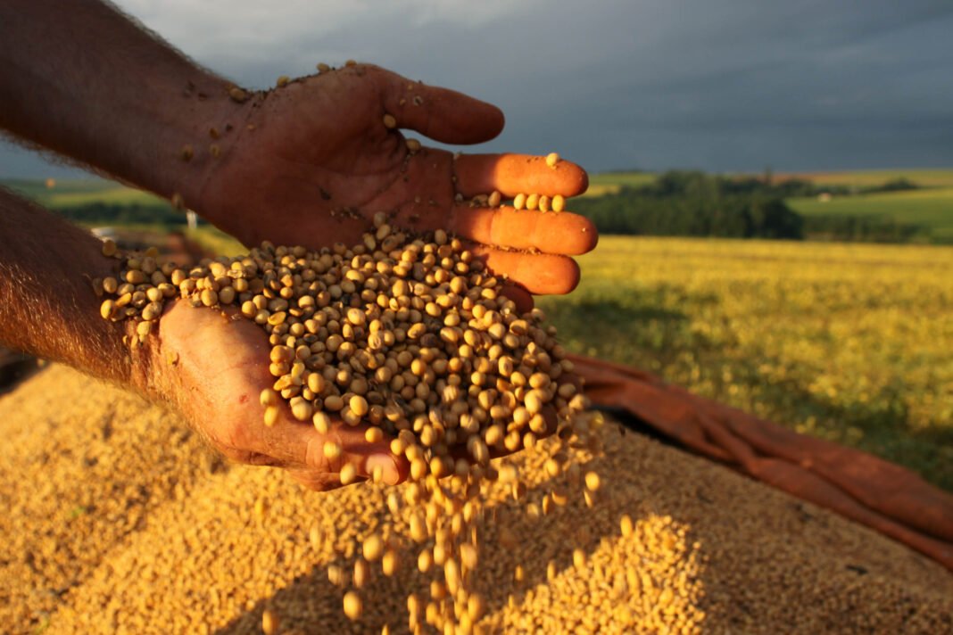 Crédito Rural: Sicredi deve liberar R$ 22,9 bi por meio do Plano Safra 2020/21