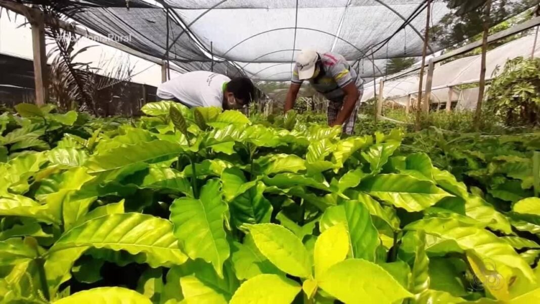 Produtor aposta na colheita tardia do inhame e celebra resultado positivo em RO