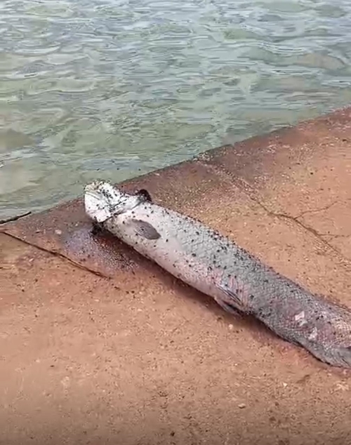 VÍDEO: Pirarucu É Encontrado AGONIZANDO na Beira da Lagoa da Rodoviária no Centro da Cidade.