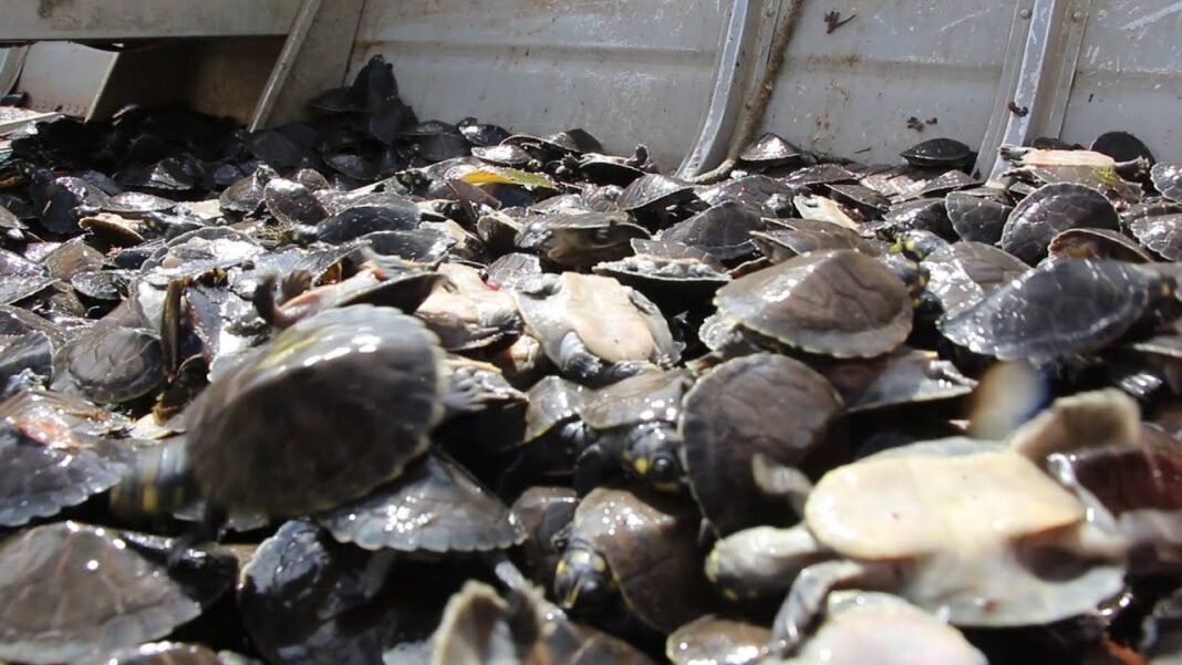 Dina Boluarte assume a presidência do Peru após impeachment de Pedro Castillo