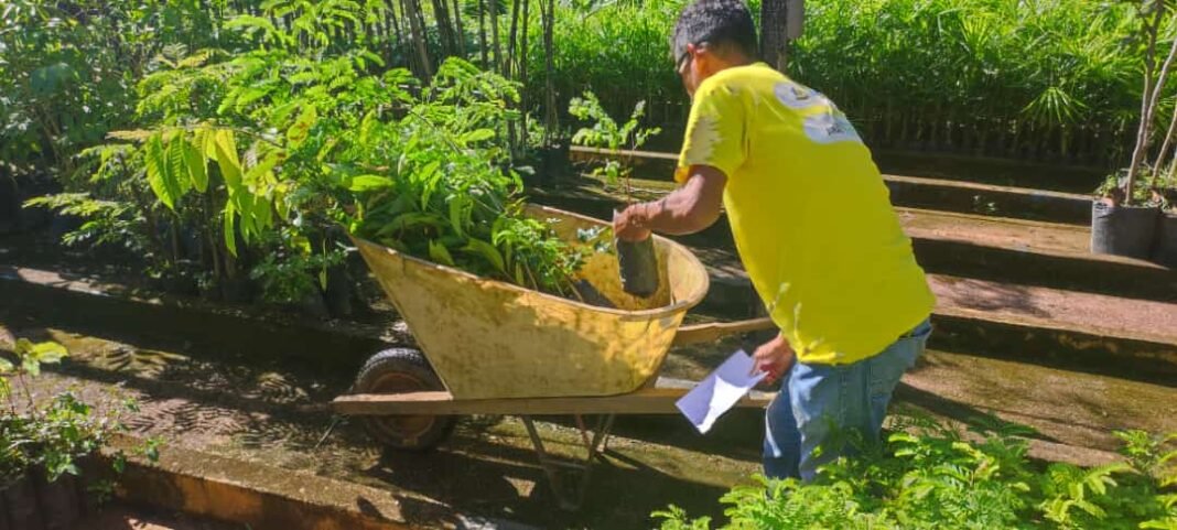 Prefeitura entrega mudas de árvores para munícipes cadastrados
