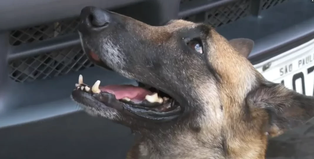 Hope, Malina, Joy e Mari: cadelas dos Bombeiros de SP chegam à Turquia para ajudar no resgate às vítimas de terremoto