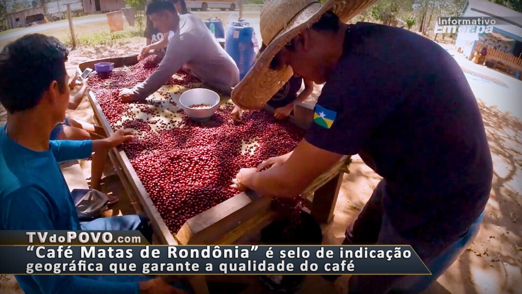 Vídeo: Café Matas de Rondônia é selo de indicação geográfica que garante a qualidade do café