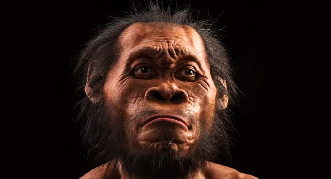 Hominídeo recém-descoberto desafia o que se acredita que nos torna humanos