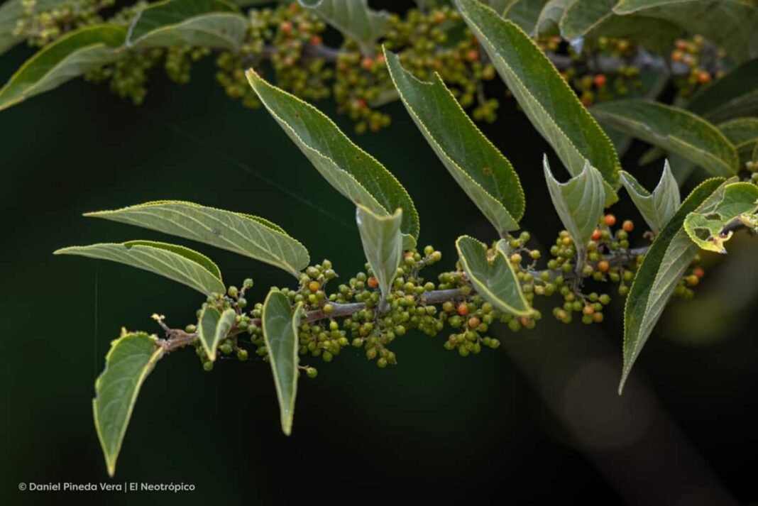 Canabidiol encontrado em planta nativa do Brasil