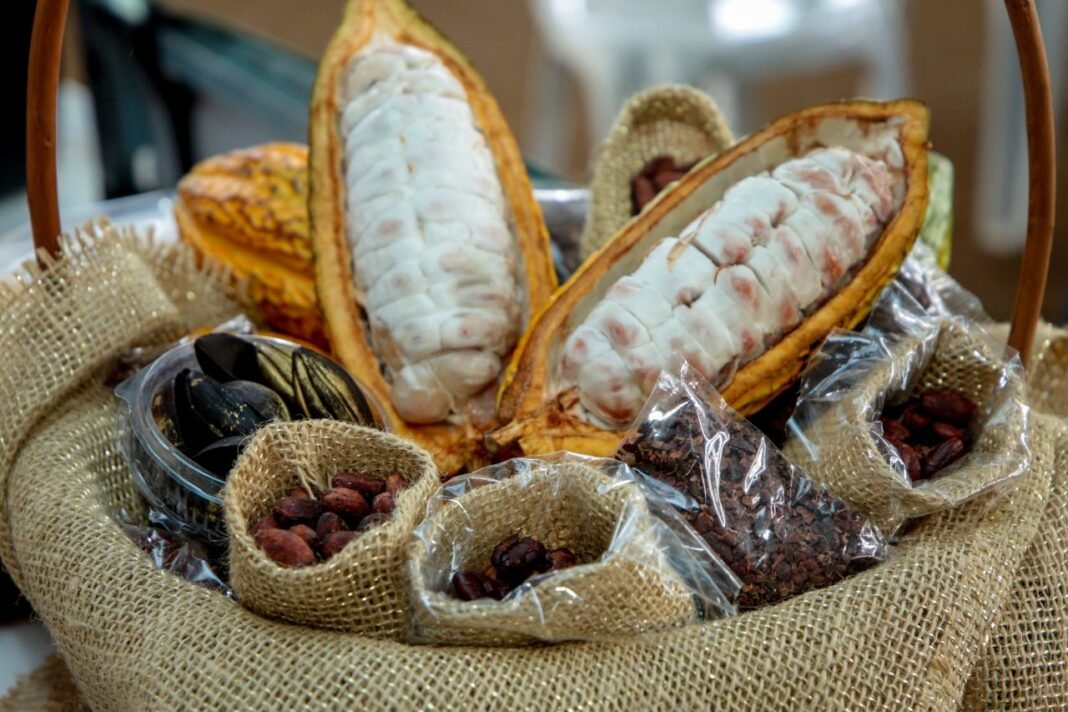 Inscrições para 3° Concurso de Qualidade e Sustentabilidade do Cacau de Rondônia podem ser efetuadas até dia 31