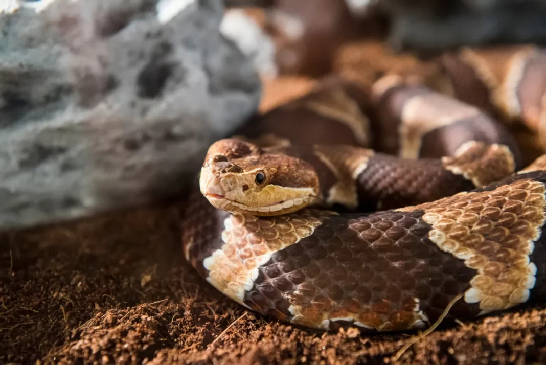Envenenamento por cobras aumentou com as mudanças climáticas