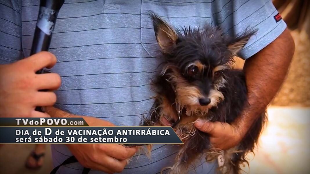 Vídeo: Dia de D de vacinação antirrábica será sábado 30 de setembro