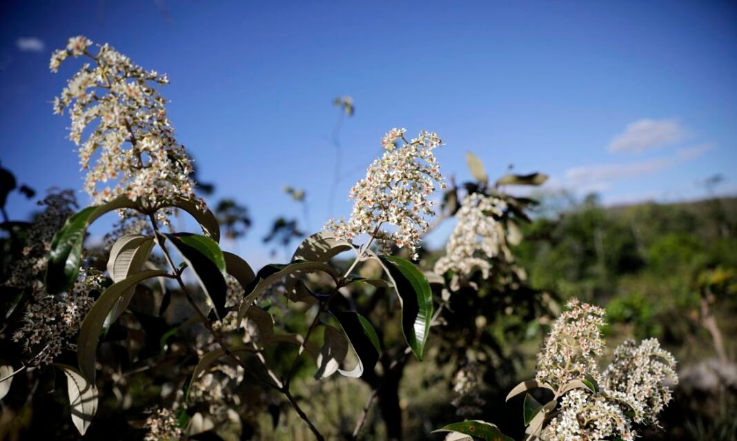 Encontro promove imersão na cultura, sabores e povos do Cerrado