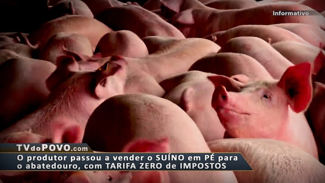 Vídeo: ISENÇÃO FISCAL para PRODUÇÃO de SUÍNOS e DERIVADOS estimula ainda mais a cadeia produtiva em Rondônia