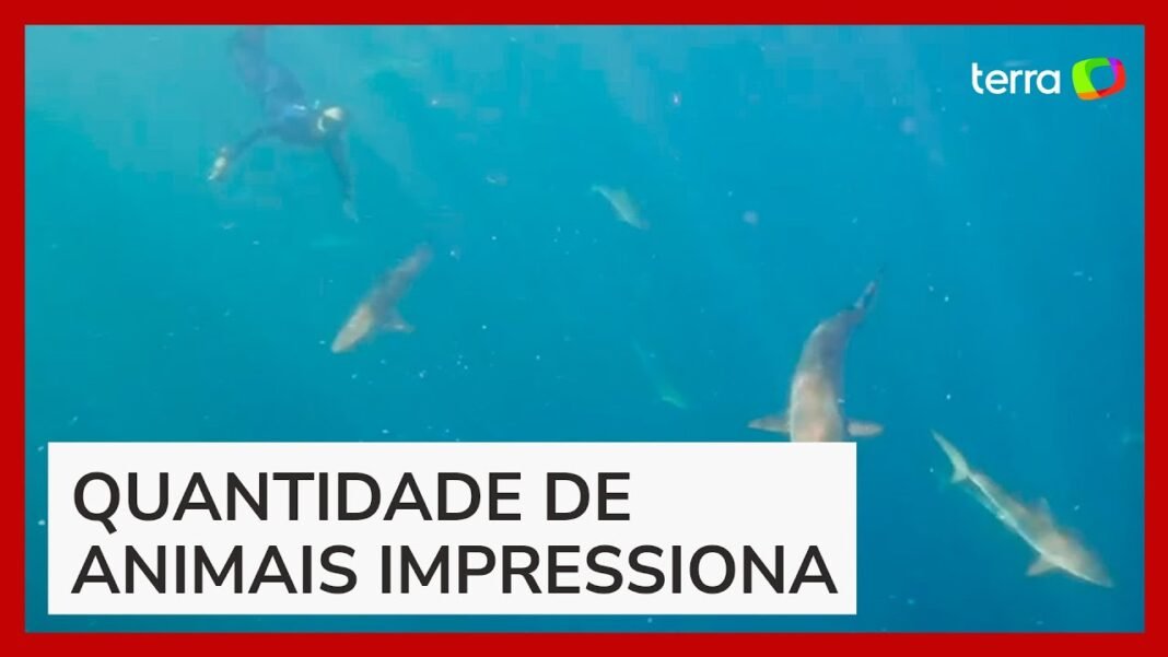 Cardume com mais de 100 tubarões registrado em Alcatrazes no litoral norte de São Paulo