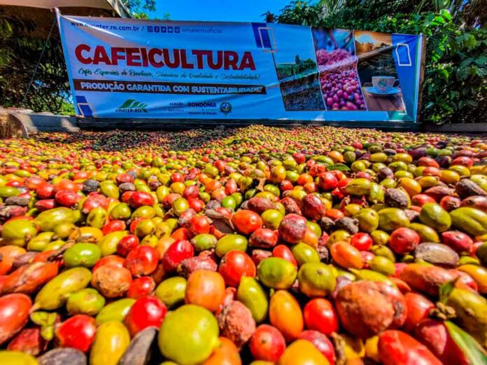 Descubra como Rondônia se tornou destaque nacional na produção de café. Cidades como Cacoal e São Miguel do Guaporé lideram no setor.