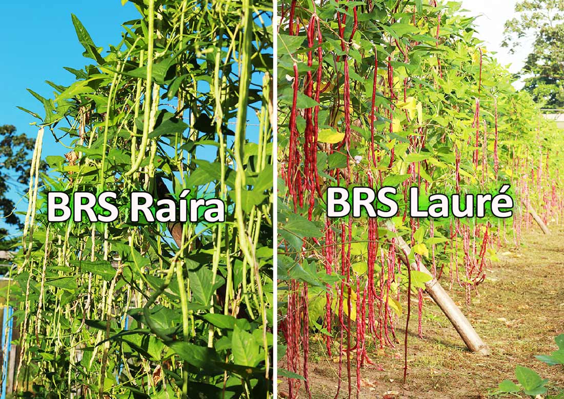 Feijão BRS Lauré e Raíra: cultivares de alta produtividade, ideais para regiões quentes do Brasil.