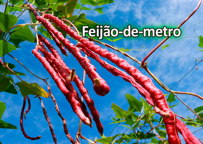 A BRS Lauré tem vagem de coloração roxo-avermelhada. É a primeira cultivar com essas características desenvolvida pela pesquisa para o mercado do Norte do Brasil.