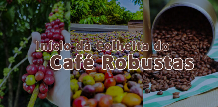 Descubra por que o Dia do Café Robustas Amazônicos agora é comemorado em 14 de maio em Rondônia.