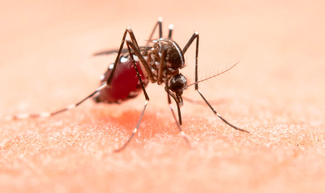 Estudo da USP resulta em teste capaz de detectar exposições passadas aos vírus da dengue e zika, com alta sensibilidade e especificidade.