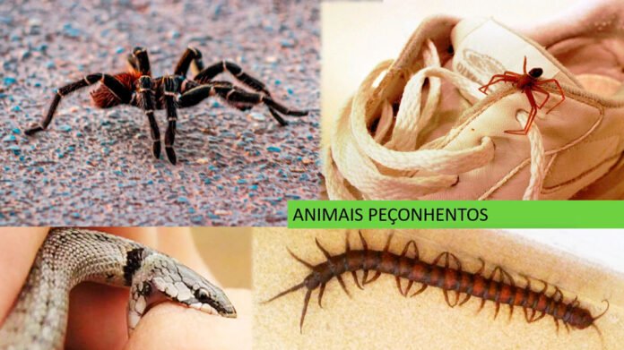Prevenção-de-acidentes-com-animais-peçonhentos-durante-o-inverno-amazônico Medidas de segurança contra animais peçonhentos no inverno amazônico