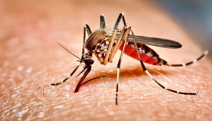 Durante o Inverno Amazônico, o acúmulo de água em recipientes como pneus, vasos e calhas cria ambientes ideais para a reprodução do Aedes aegypti.