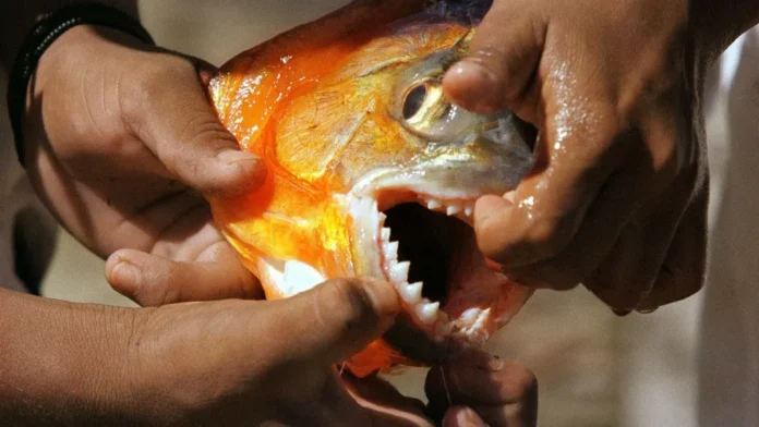 Seis turistas foram atacados por piranhas em Itirapina, SP. Prefeitura tomou medidas emergenciais. Veja os detalhes!