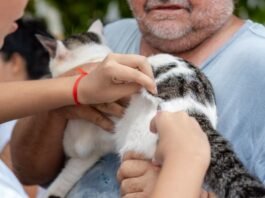 Vacinação Antirrábica em Porto Velho: Agendamento Prévio é Agora Obrigatório no Centro de Zoonoses