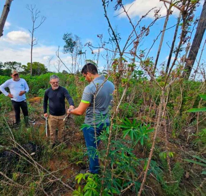 A praga vassoura-de-bruxa-da-mandioca foi detectada no Amapá, levando o Mapa a decretar emergência fitossanitária para proteger a produção local.