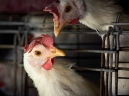 Brasil poderá ser declarado livre da gripe aviária em 28 dias, diz ministro País poderá retomar exportações se for declarado livre da gripe aviária