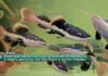 Vídeo: Peixe Bom Alevinos apresenta excelência em genética de pintado, pirarara e jaú Alevinos de peixes nativos como pintado, pirarara e jaú em cultivo