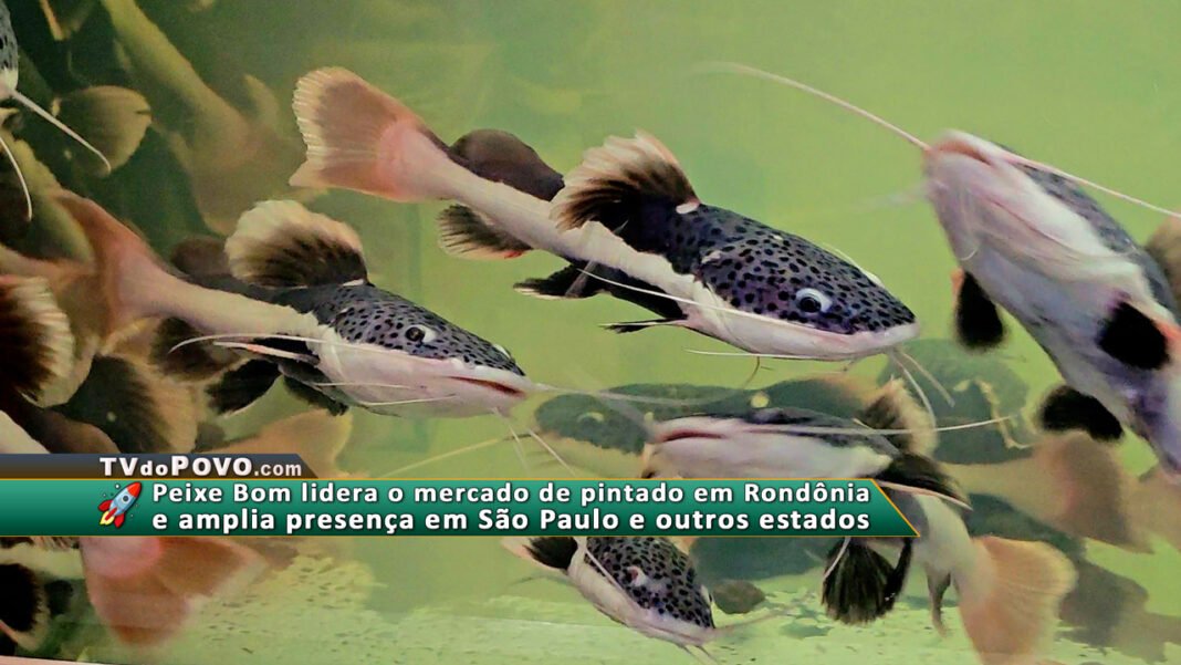 Vídeo: Peixe Bom Alevinos apresenta excelência em genética de pintado, pirarara e jaú