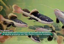 Vídeo: Peixe Bom Alevinos apresenta excelência em genética de pintado, pirarara e jaú Alevinos de peixes nativos como pintado, pirarara e jaú em cultivo