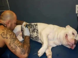 Governo proíbe tatuagens e piercings em cães e gatos no Brasil Nova lei pune tatuagens e piercings em cães e gatos com até 5 anos de prisão